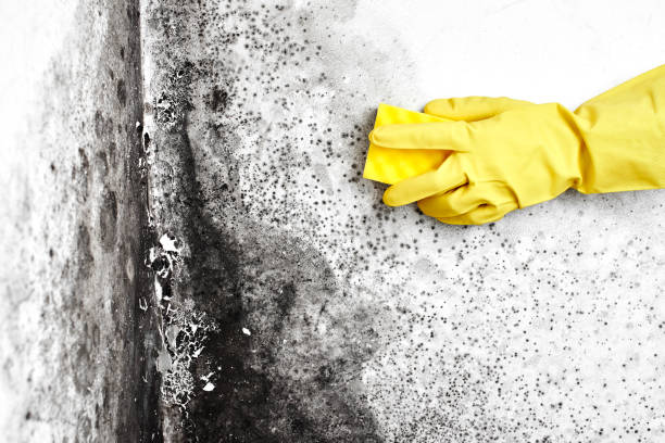 Best Commercial Mold Remediation in Manchester, GA