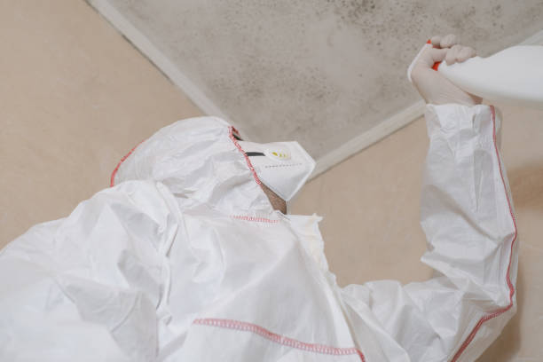 Best Basement Mold Remediation in Manchester, GA